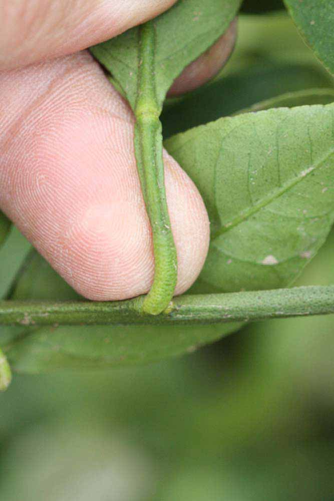              Petiole (Riverside, CA)       